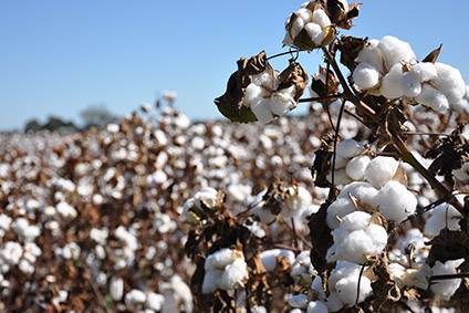 The CottonUP guide aims to help retailers and fashion brands radically increase the amount of sustainable cotton they source